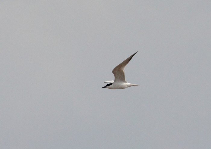 Gull-billed Tern
