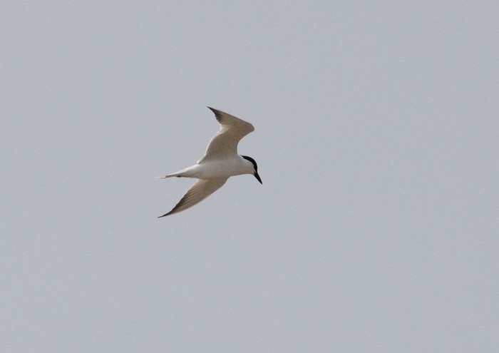 Gull-billed Tern
