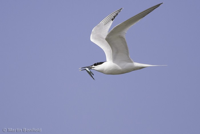 Sandwich Tern