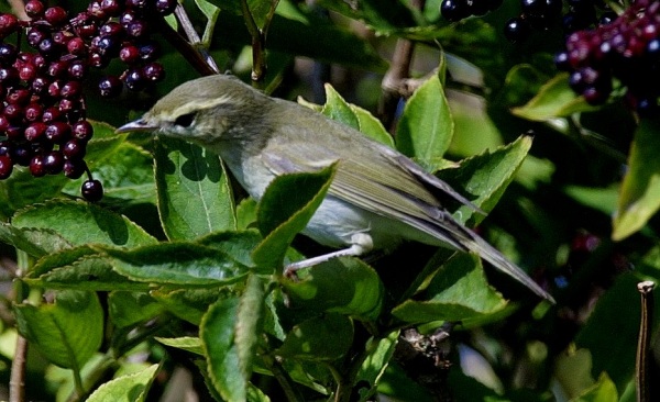 Greenish Warbler