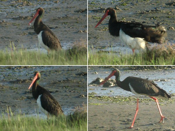Black Stork