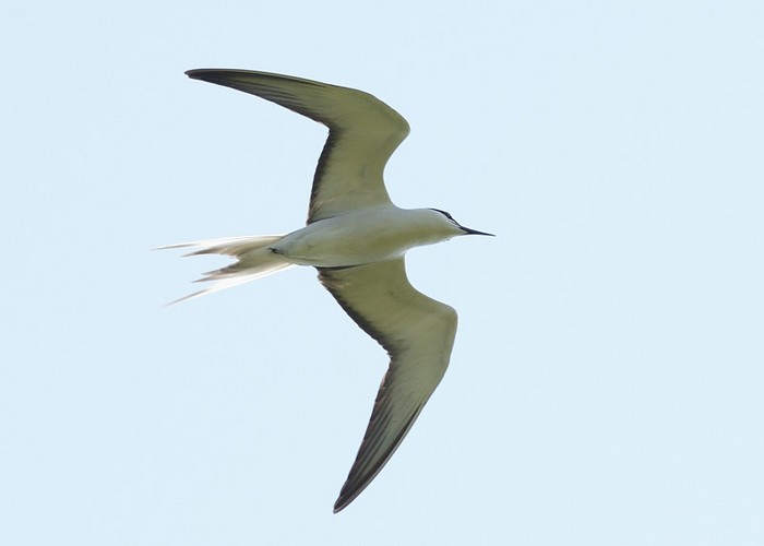 Bridled Tern