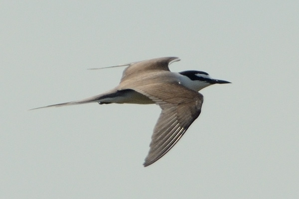 Bridled Tern