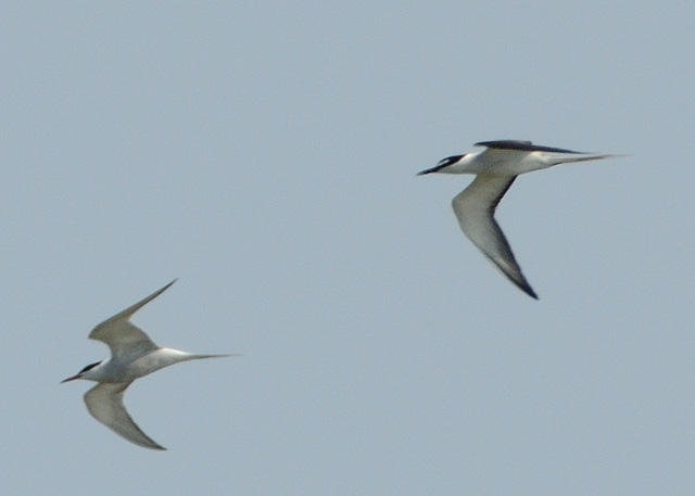 Bridled Tern