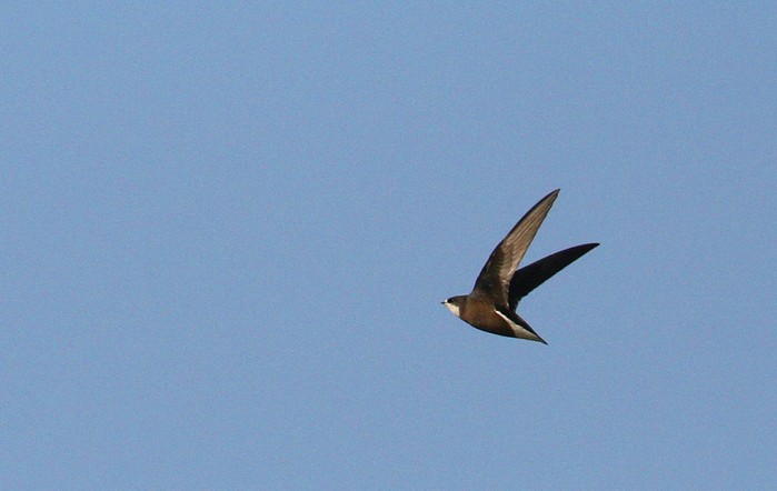 White-throated Needletail