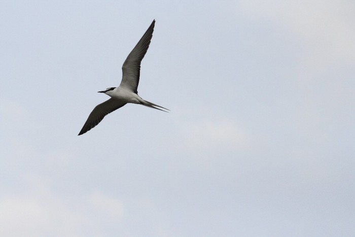 Bridled Tern