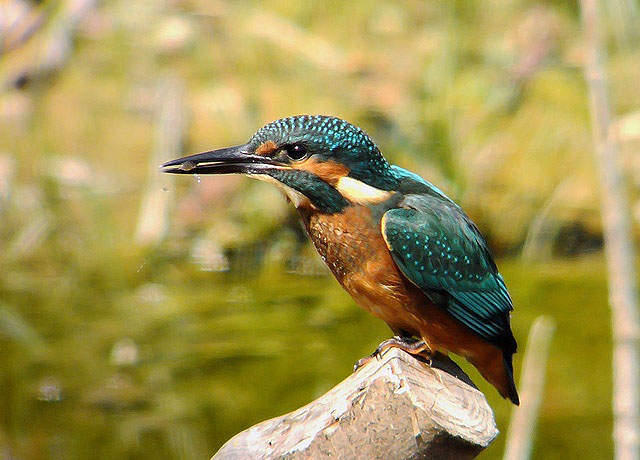 Kingfisher