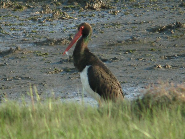 Black Stork