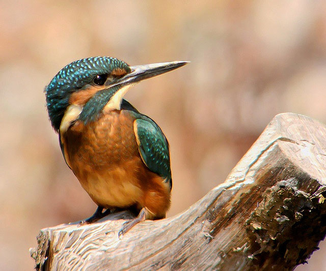 Kingfisher
