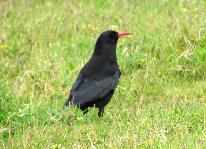 Chough