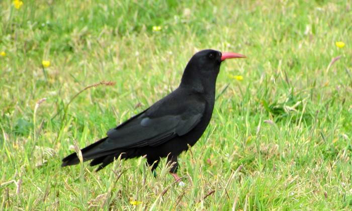Chough