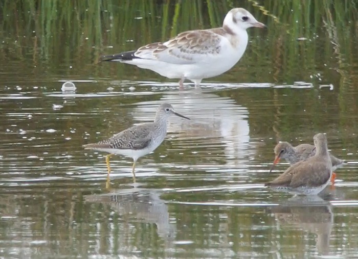 Lesser Yellowlegs