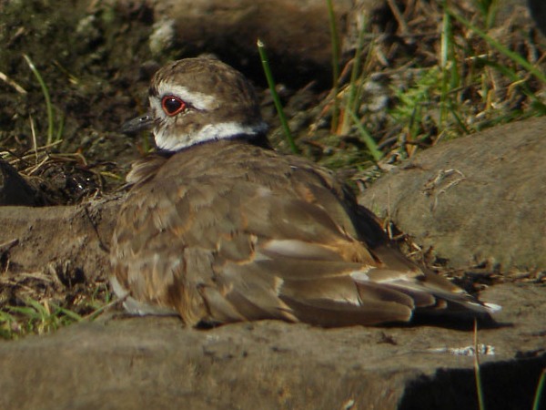 Killdeer