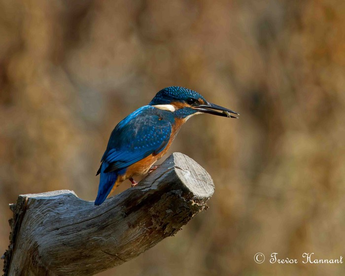 Kingfisher