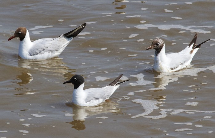 Bonaparte's Gull