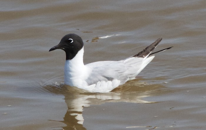 Bonaparte's Gull