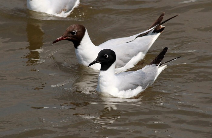 Bonaparte's Gull