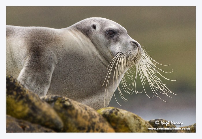 Bearded Seal