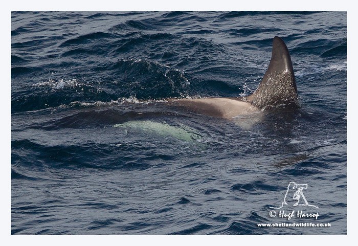 Killer Whale (Orca)