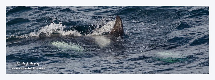 Killer Whale (Orca)