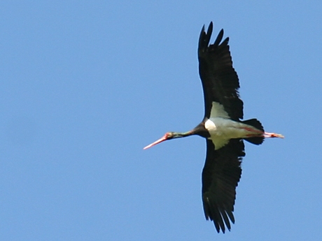 Black Stork