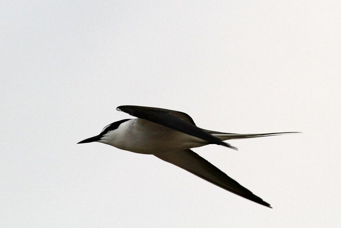 Bridled Tern