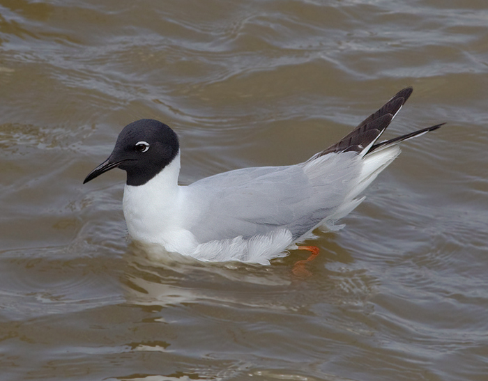 Bonaparte's Gull