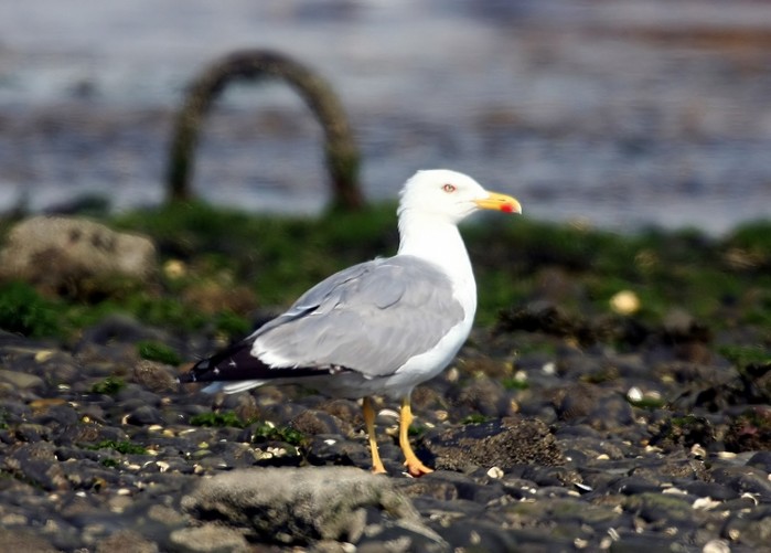 Yellow-legged Gull