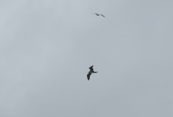 Ascension Frigatebird