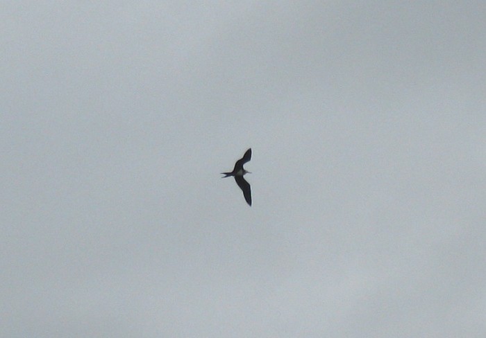 Ascension Frigatebird
