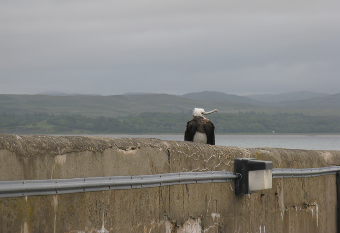 Ascension Frigatebird