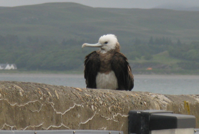 Ascension Frigatebird