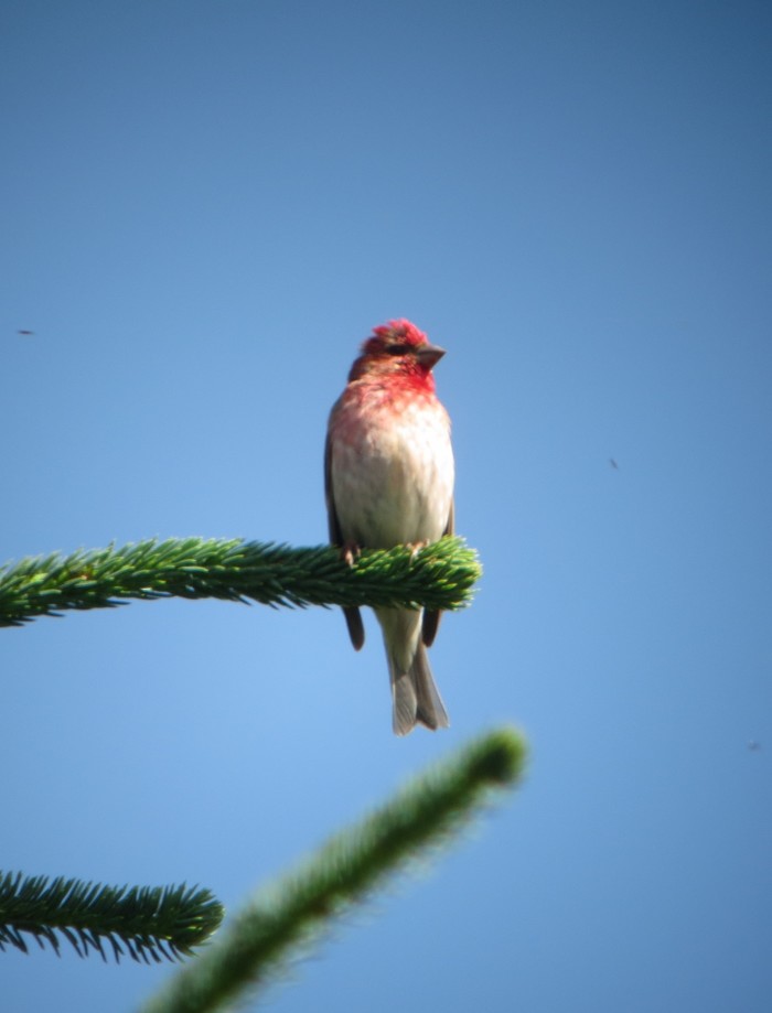 Common Rosefinch