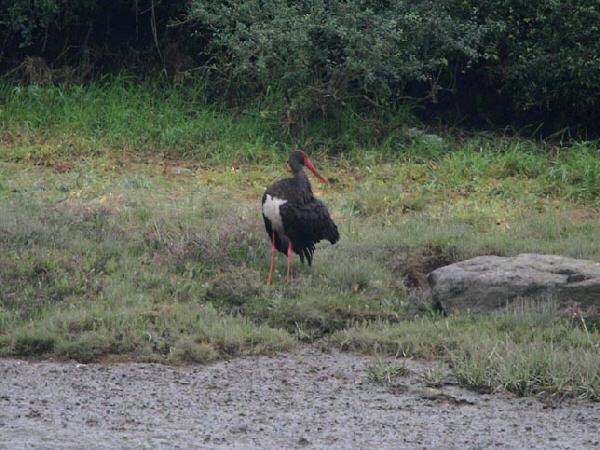 Black Stork