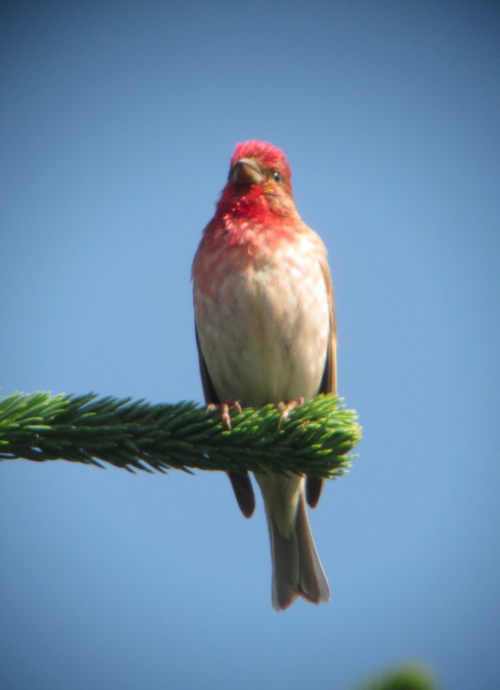 Common Rosefinch