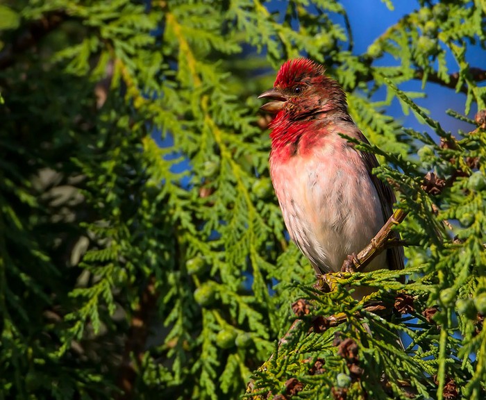Common Rosefinch