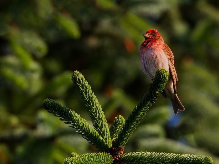 Common Rosefinch