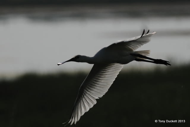 Spoonbill
