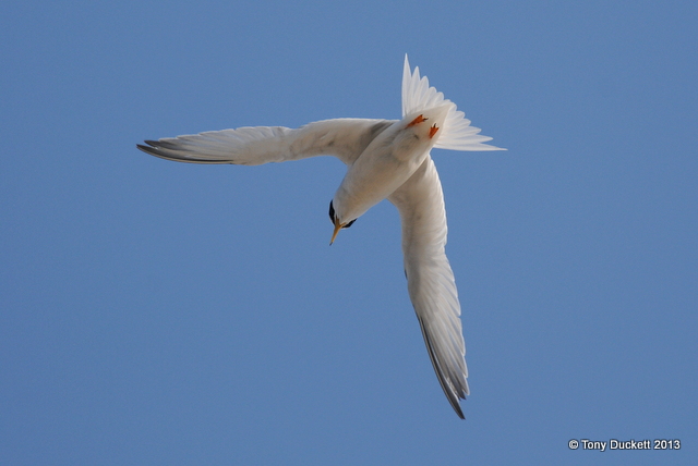 Little Tern