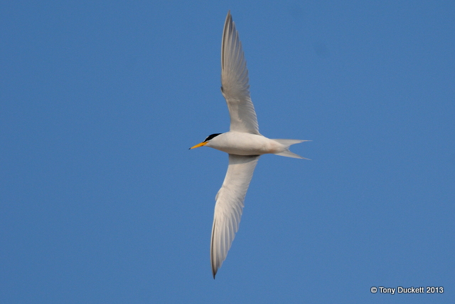 Little Tern