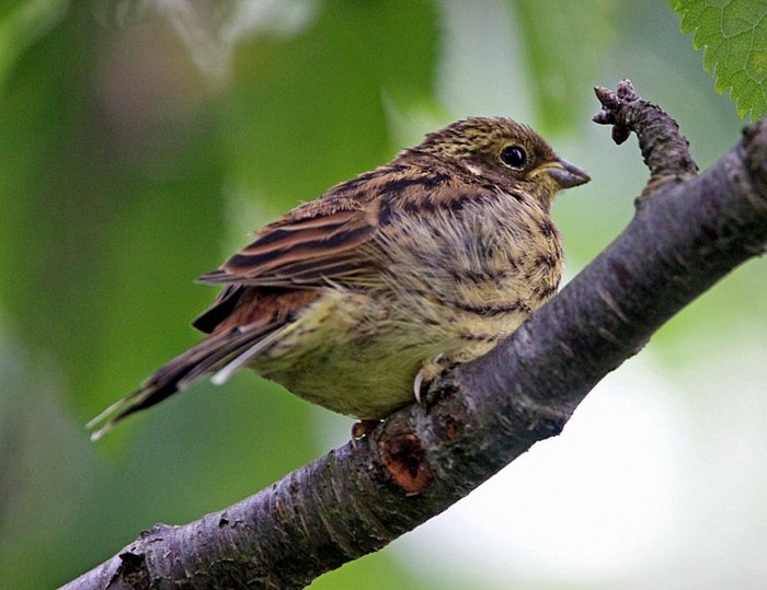 Yellowhammer