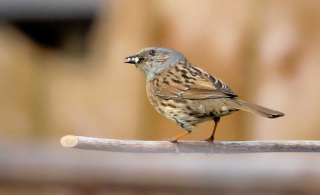 Dunnock