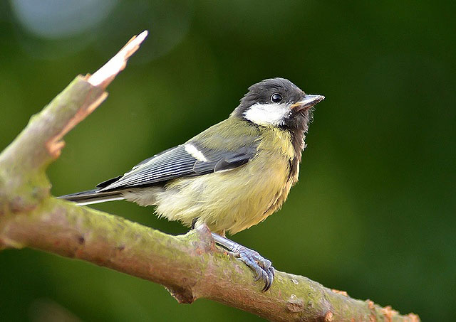 Great Tit