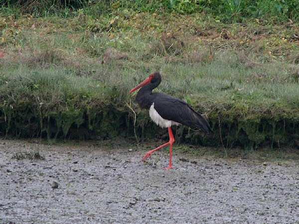Black Stork