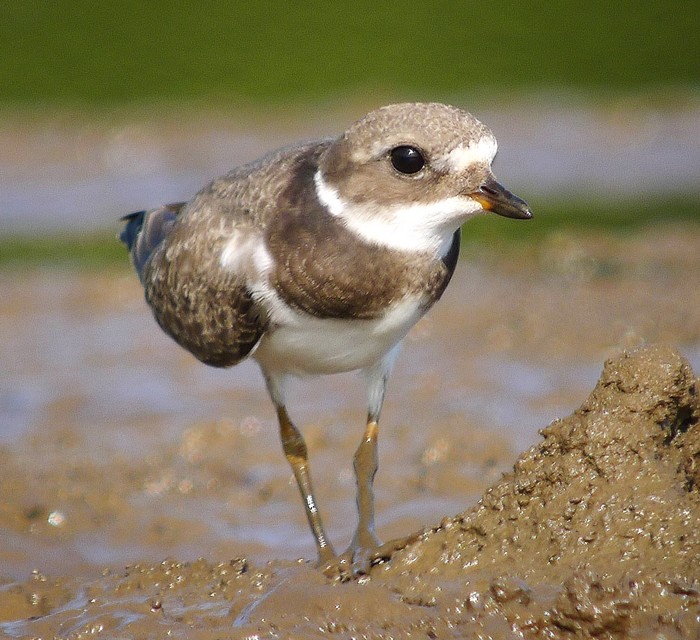 Ringed Plover