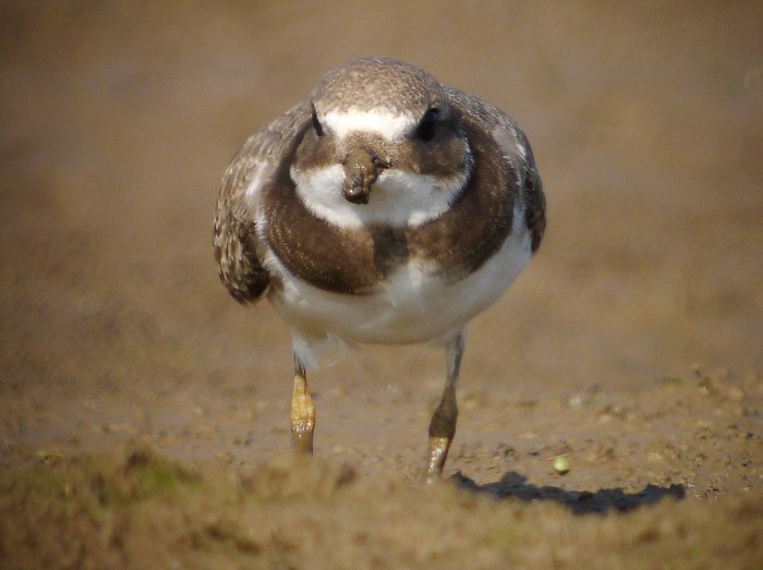 Ringed Plover
