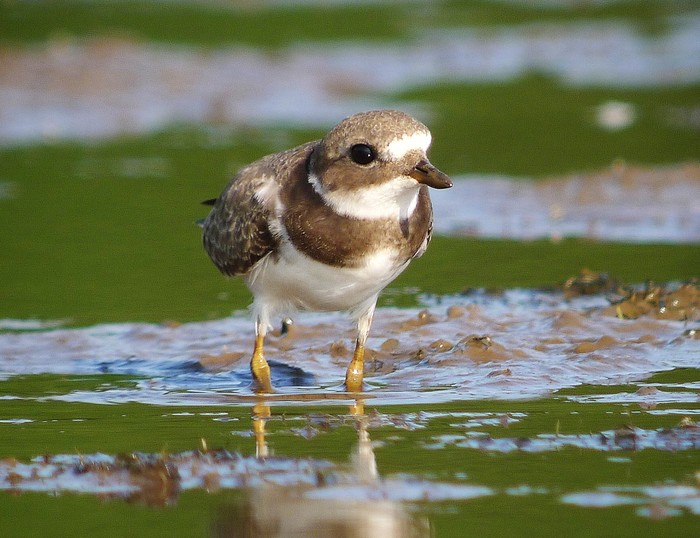 Ringed Plover
