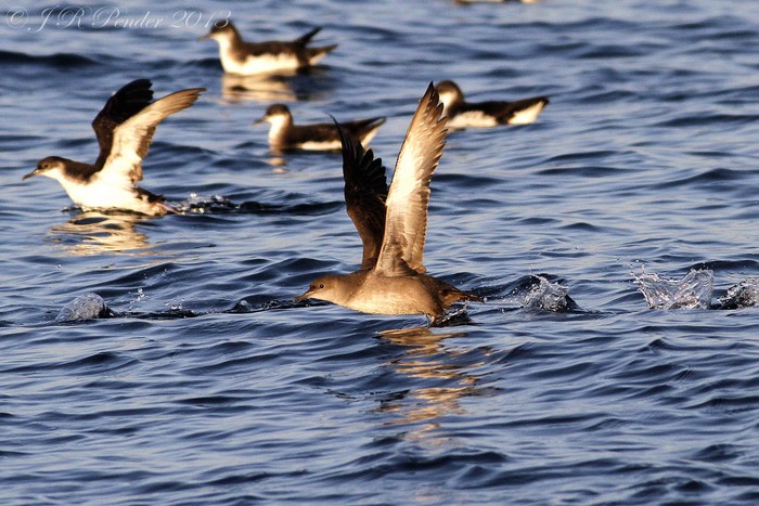 Balearic Shearwater