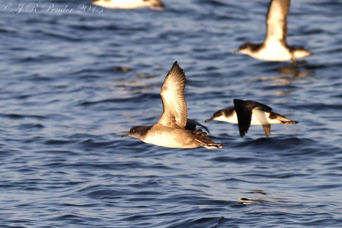 Balearic Shearwater