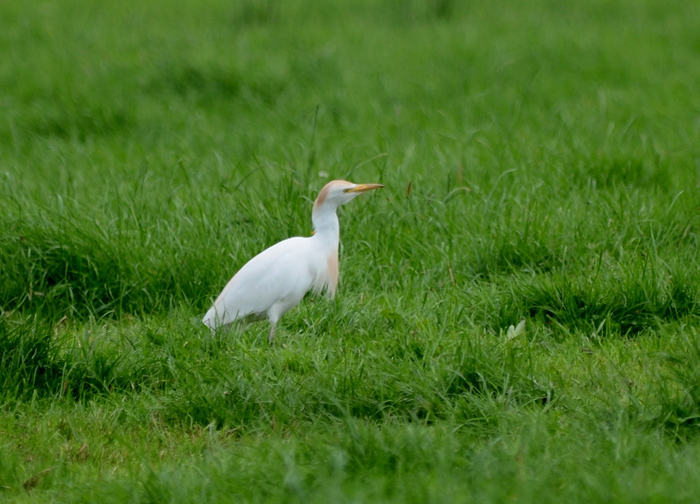 Cattle Egret